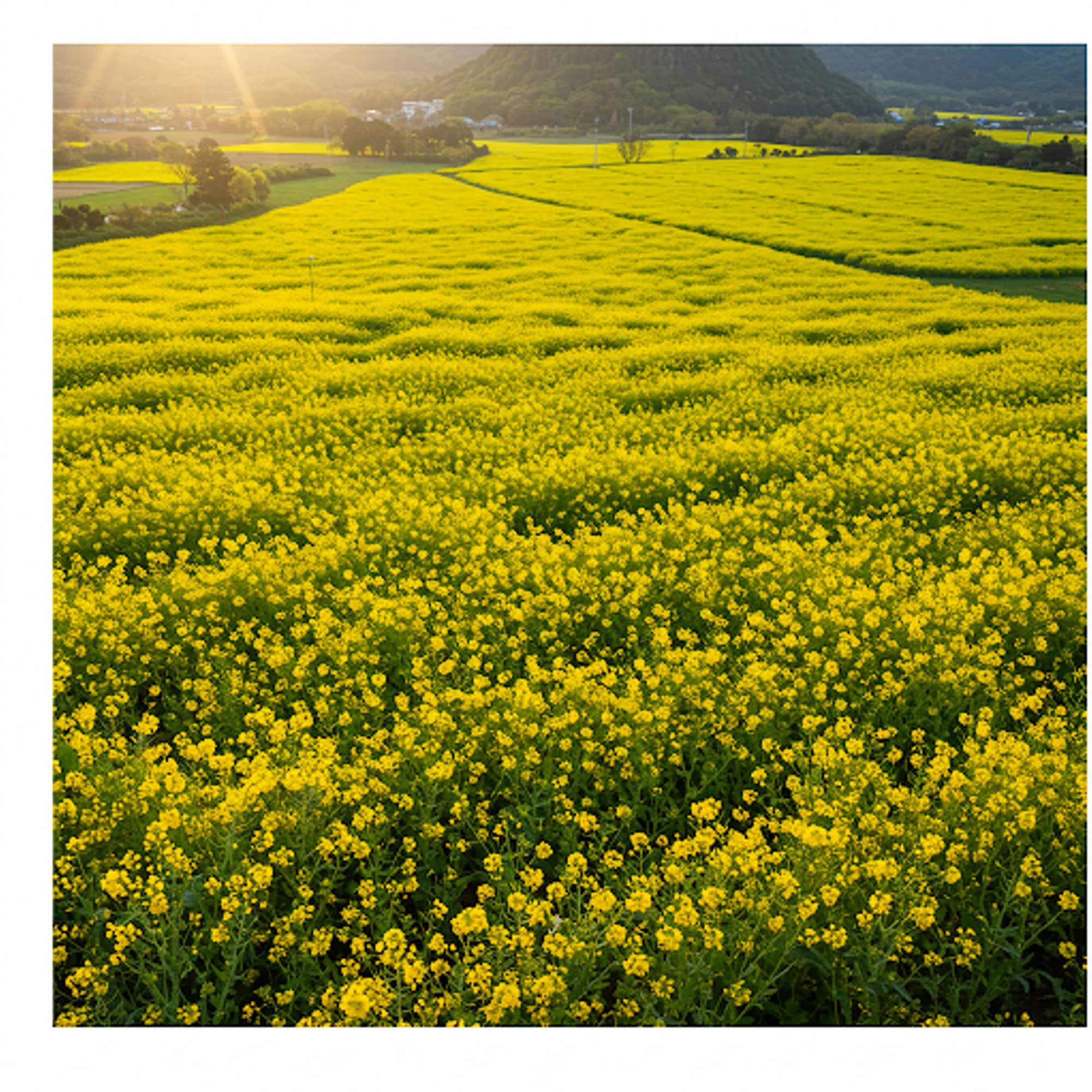 Jeju Island Tourist Attractions