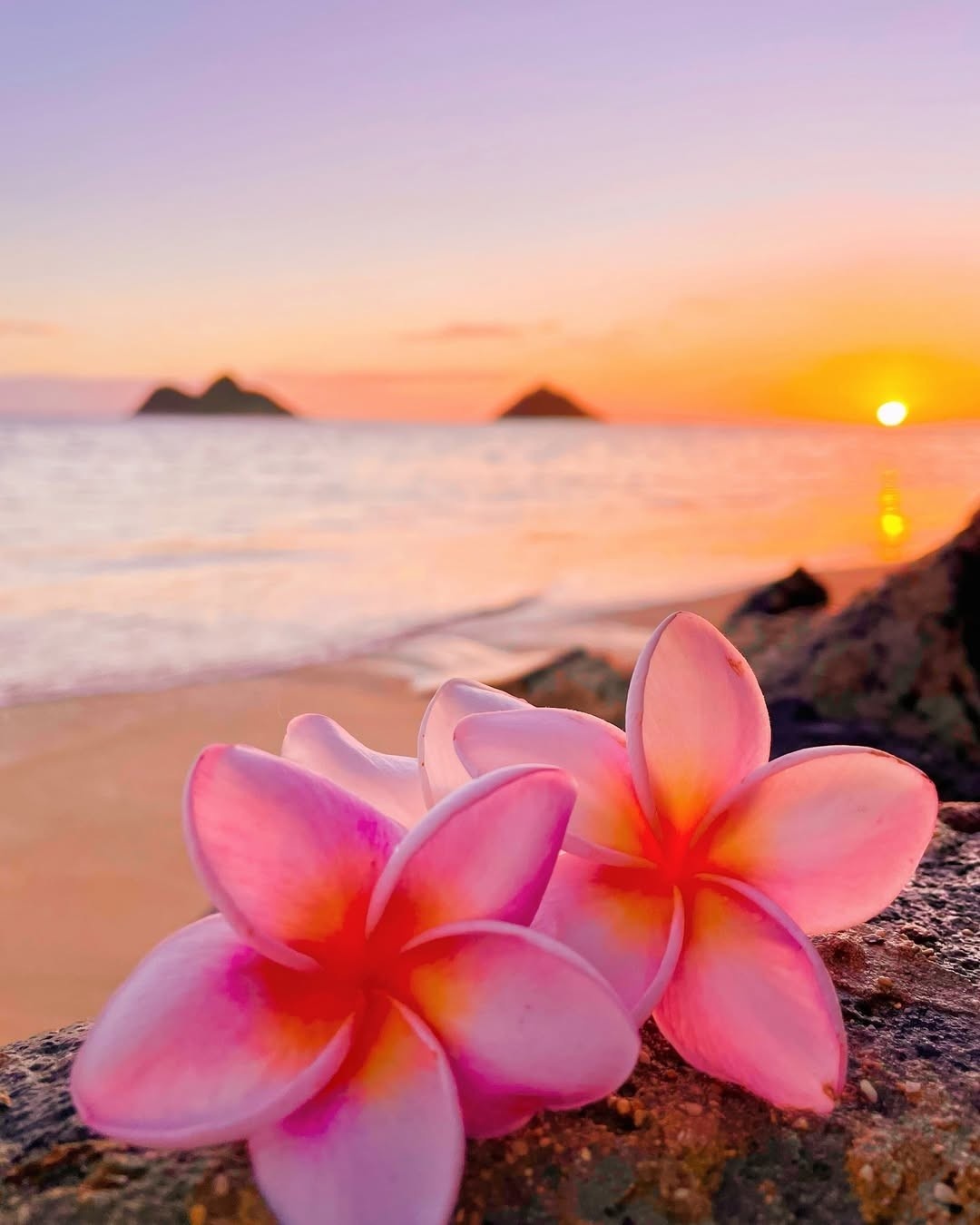 Hawaii Aesthetic Wallpaper