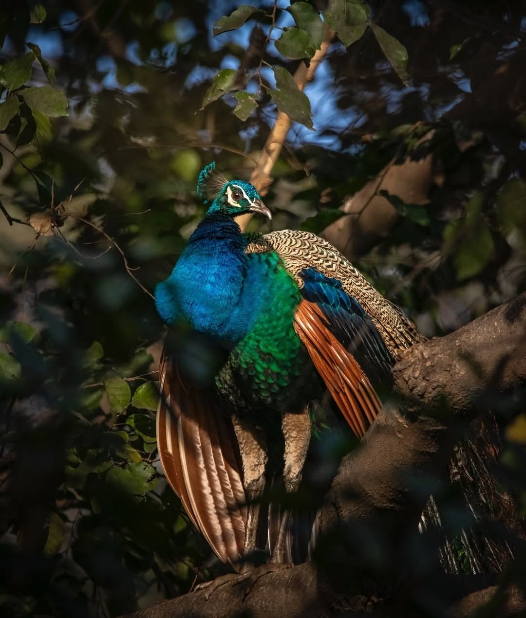 Palawan peacock pheasant