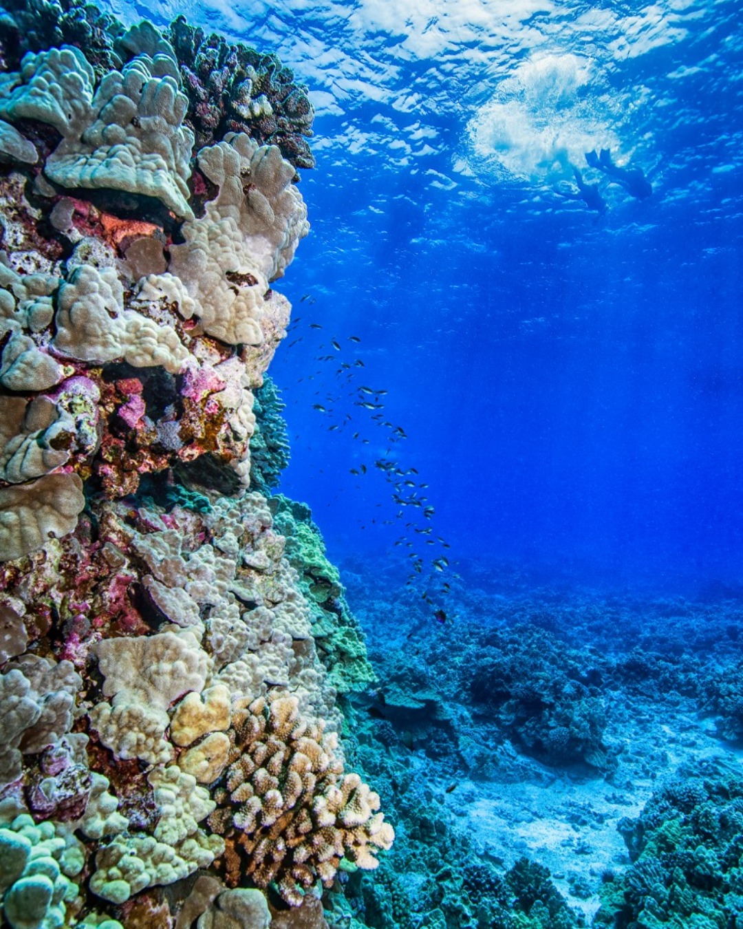 snorkel at coral gardens